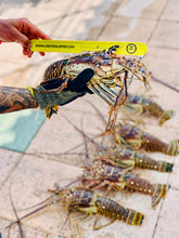 Yellow Lobster Slapper Gauge