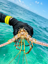 Yellow Lobster Slapper Gauge