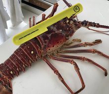 Yellow Lobster Slapper Gauge