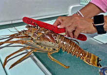 Dive Flag Lobster Gauge  **BACK IN STOCK***